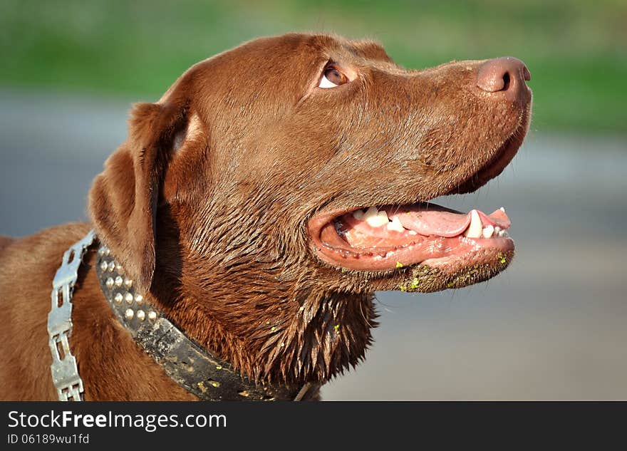 Brown labrador after swimming in the water. Brown labrador after swimming in the water