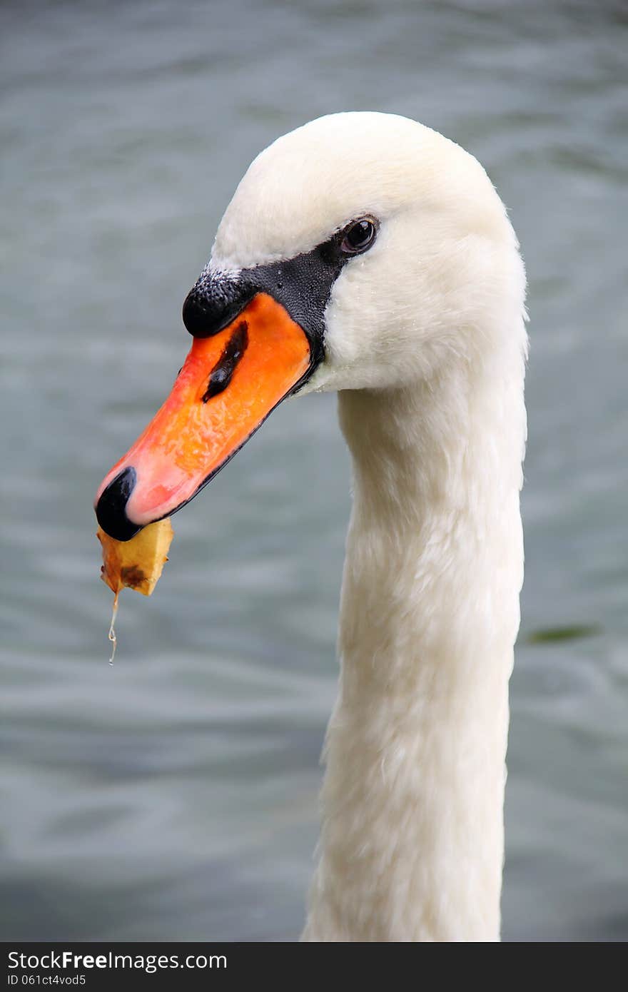 Swan with leaf in its beak