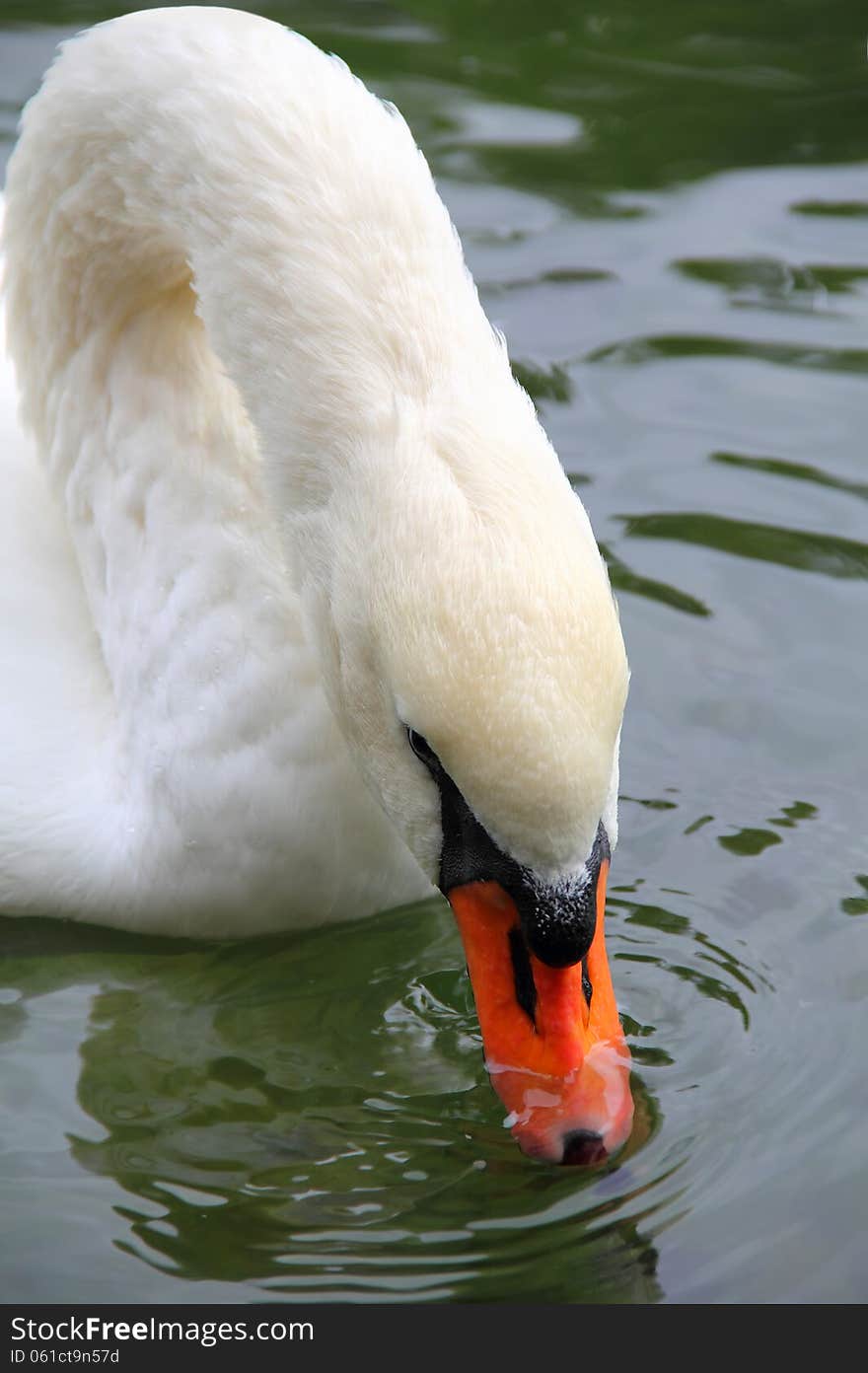 Mute swan dipping its beak into the water, getting food. Mute swan dipping its beak into the water, getting food