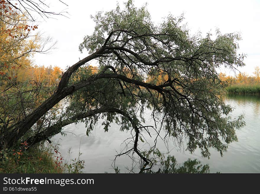 Autumn tree has bent above lake