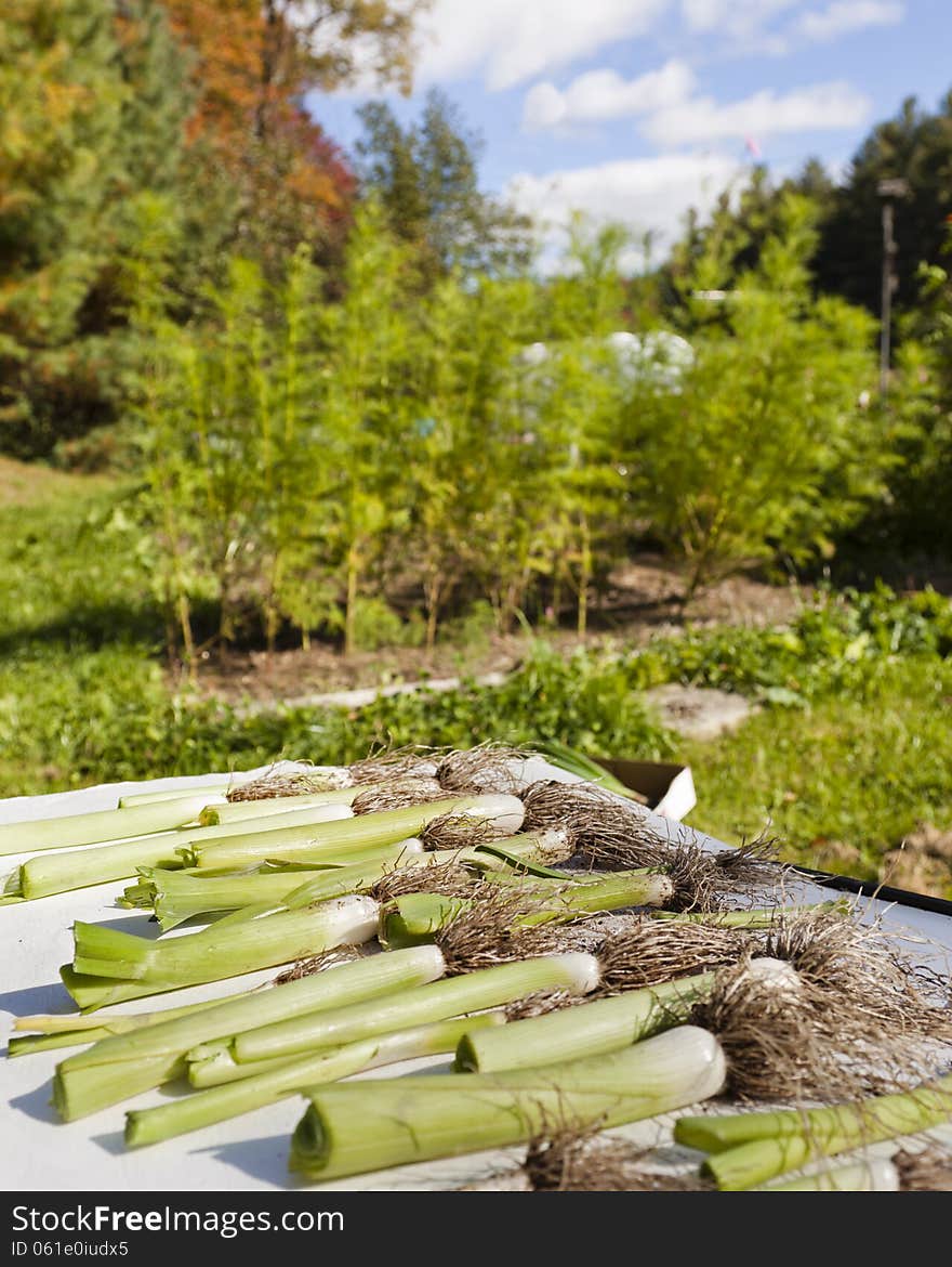 Freshly picked leeks outside in the sunshine. Freshly picked leeks outside in the sunshine.