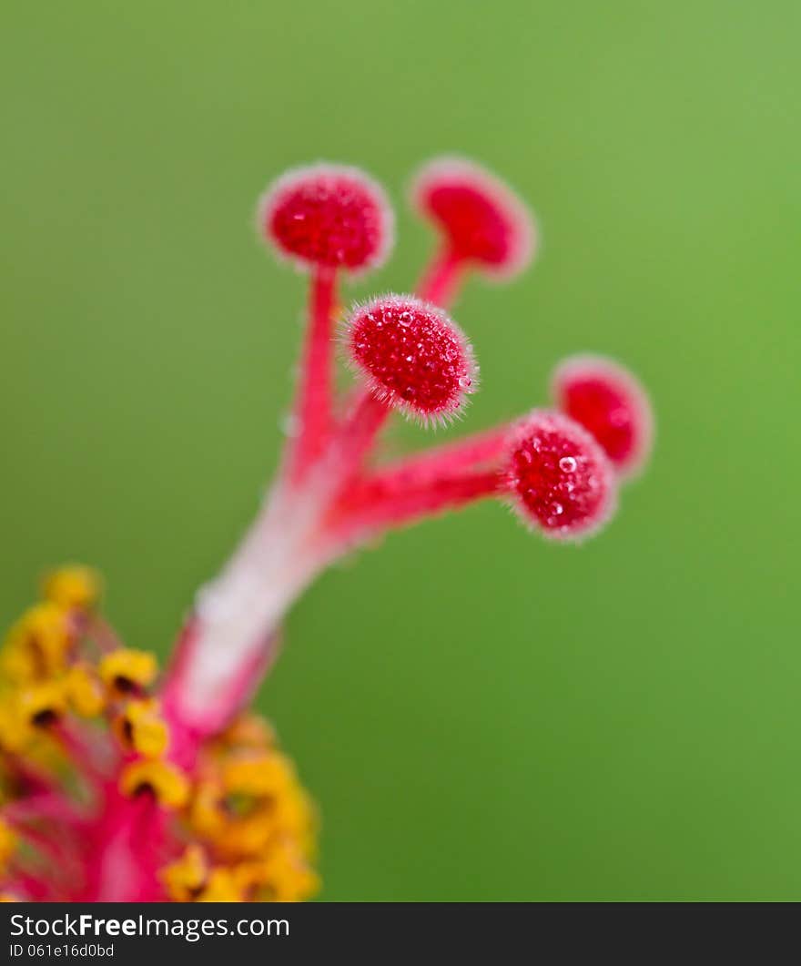 Close up red carpel of the Snowflake Hibiscus ( Hibiscus rosa sinensis ). Close up red carpel of the Snowflake Hibiscus ( Hibiscus rosa sinensis )