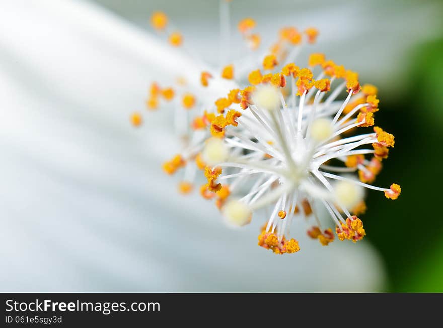 Close up white carpel of the Snowflake Hibiscus ( Hibiscus rosa sinensis ). Close up white carpel of the Snowflake Hibiscus ( Hibiscus rosa sinensis )