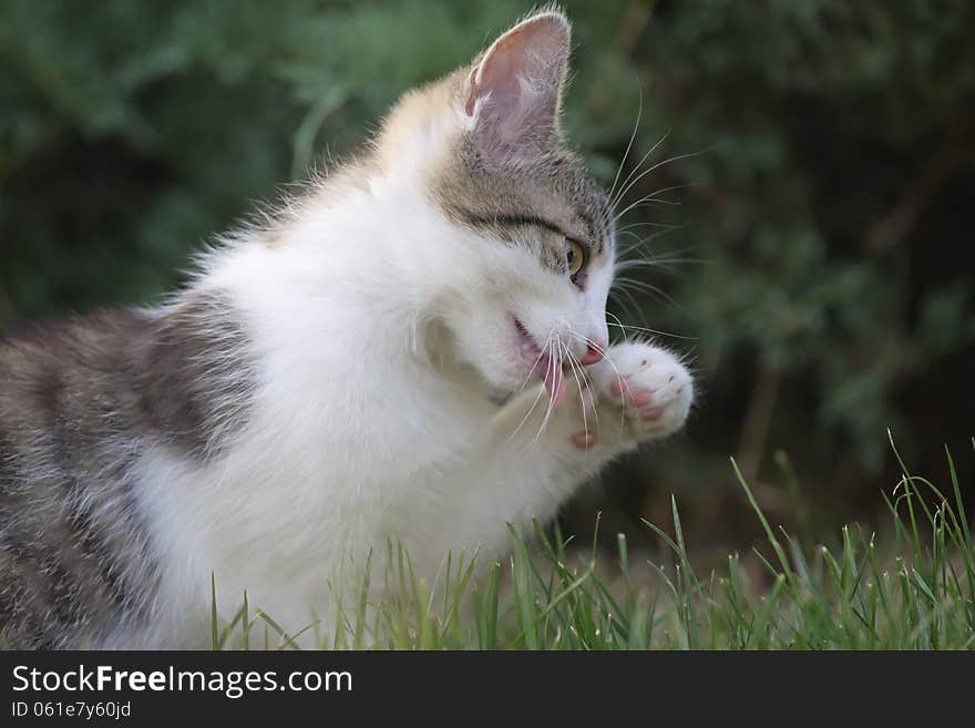 White and gray kitten is licking paw outdoors on grass.