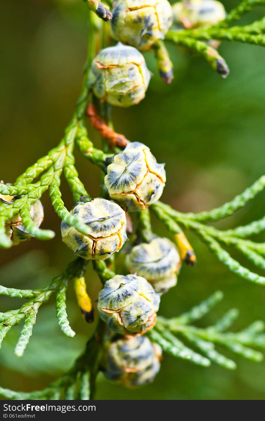 Thuja seeds, green background.