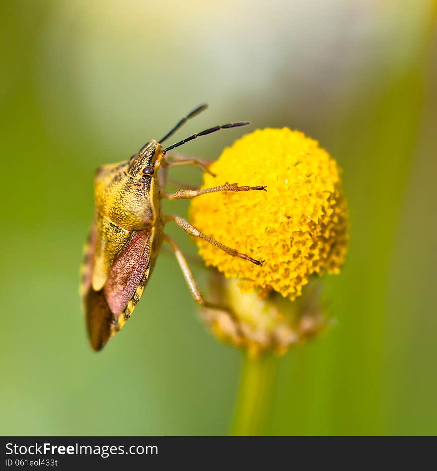 Green Shield Bug