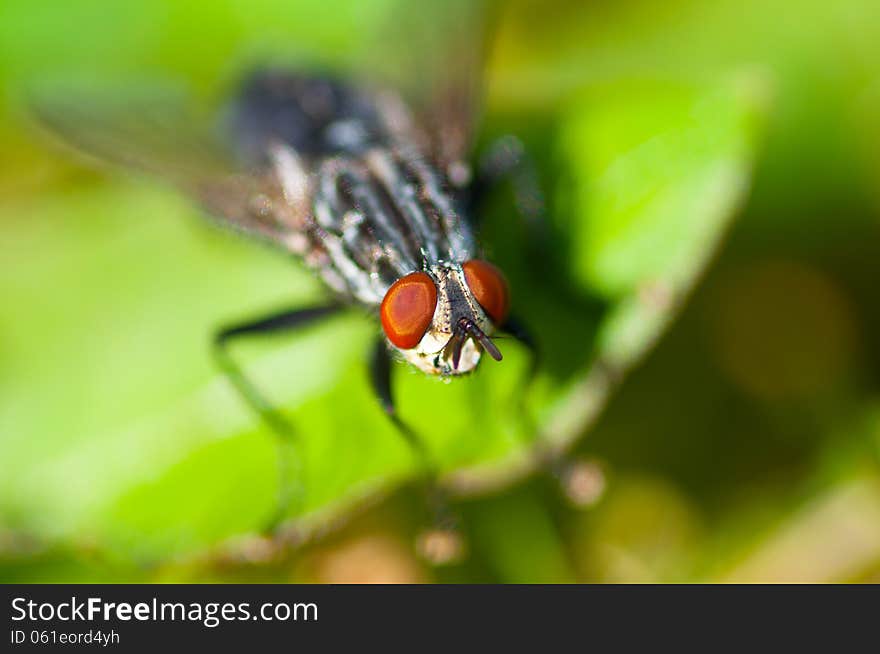 Common Housefly (Fly) Sitting on the Leaf in the Grass Foliage. Common Housefly (Fly) Sitting on the Leaf in the Grass Foliage