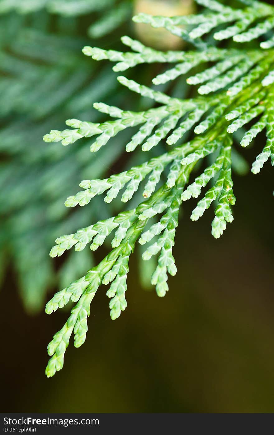 Close-Up shot of thuja leaf.