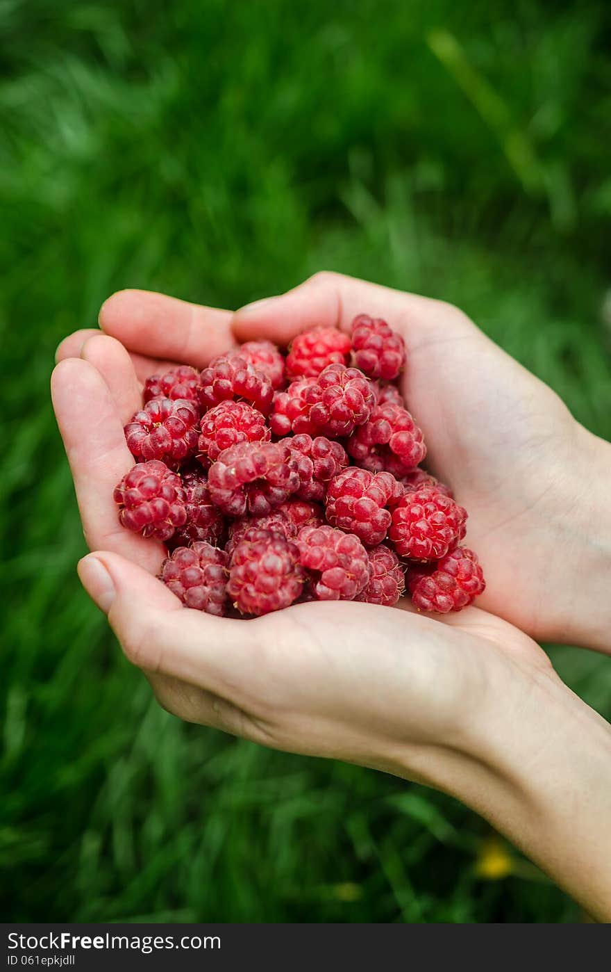 Woman hands holding ripe raspberries. Woman hands holding ripe raspberries