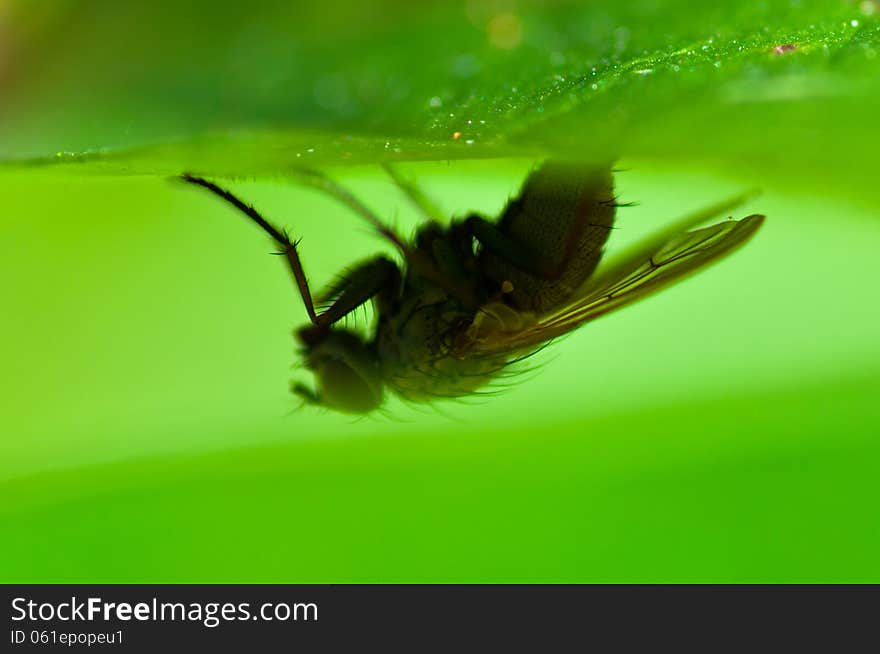 Common Housefly (Fly) Sitting upside down on the Leaf in the Grass Foliage. Common Housefly (Fly) Sitting upside down on the Leaf in the Grass Foliage