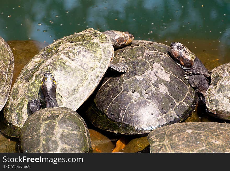 Turtle Family in the Zoo in Rio de Janeiro, Brazil.