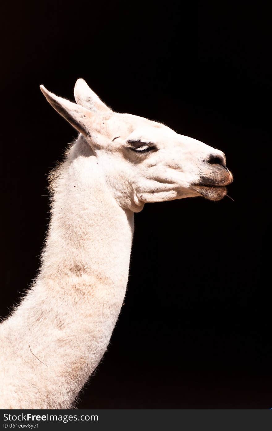 Profile view of Llama with Black Background