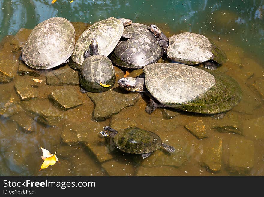 Turtle Family in the Zoo in Rio de Janeiro, Brazil.