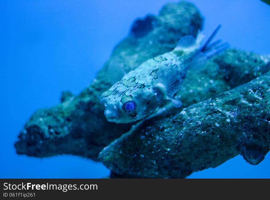 Young puffer fish at the aquarium