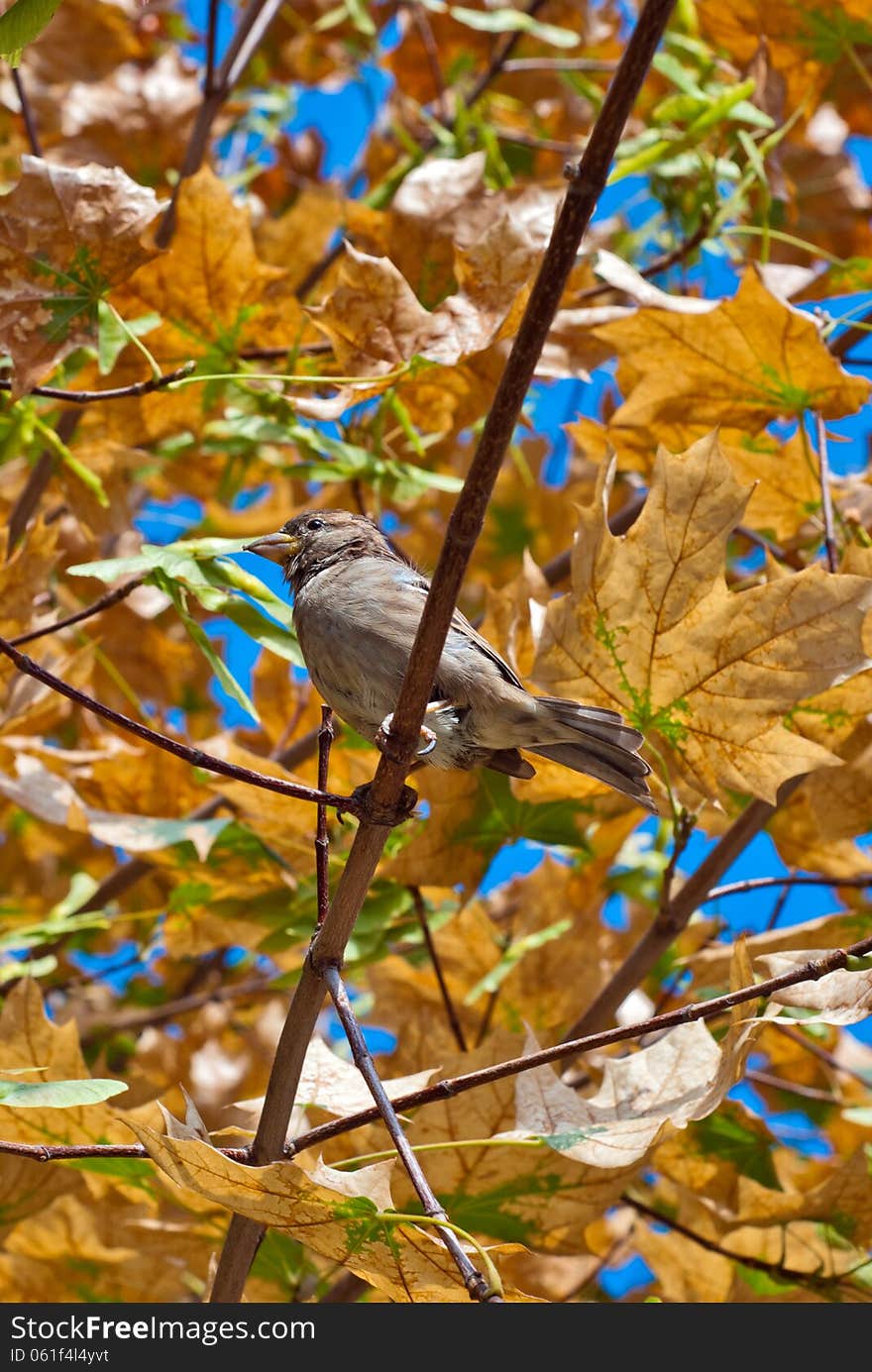 The sparrow sitting on a branch