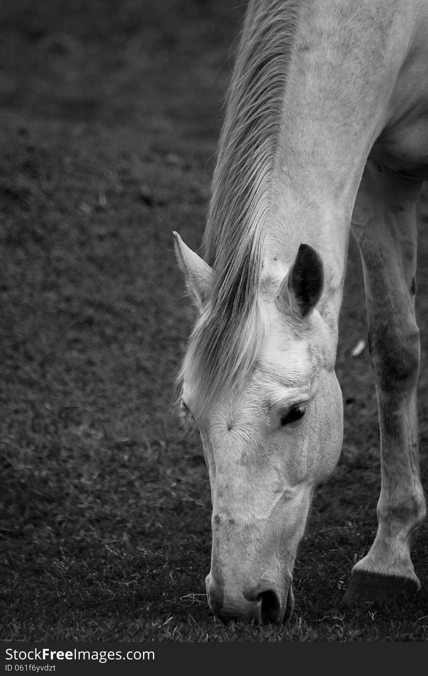 White horse grazing on the grass in Black and White