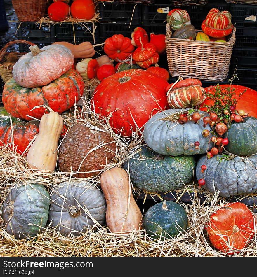 Still life in market - variety of pumpkins. Still life in market - variety of pumpkins