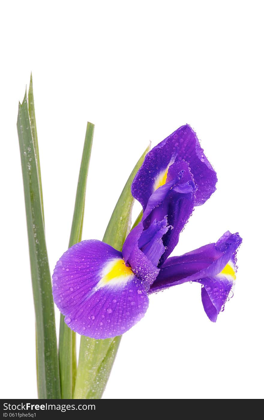 Single Beautiful Purple Dutch Iris with Water Droplets isolated on white background