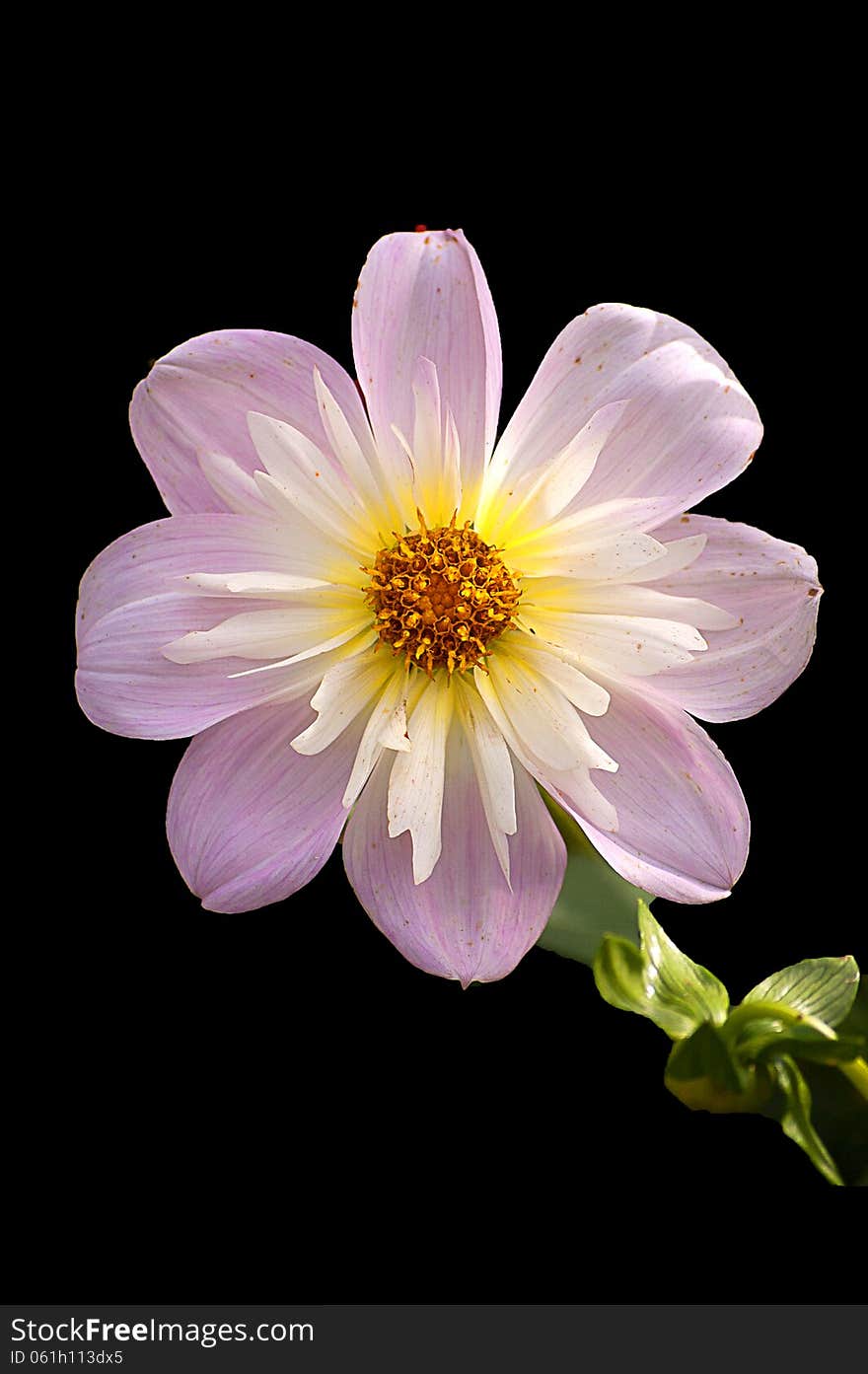 Pale pink dahlia