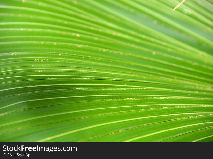 A close-up of a big leaf. A close-up of a big leaf.