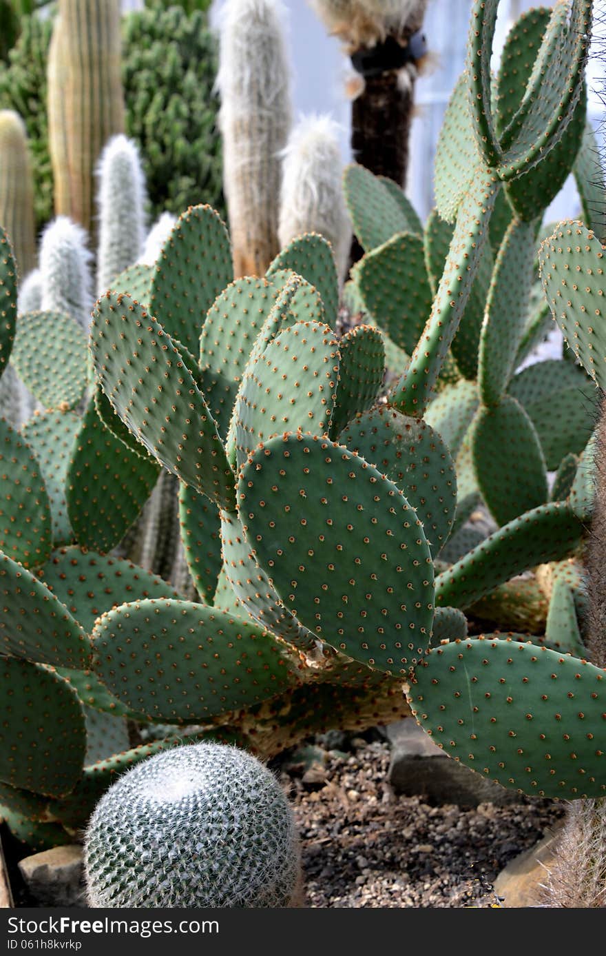 Cactus at an indoor botanic garden.