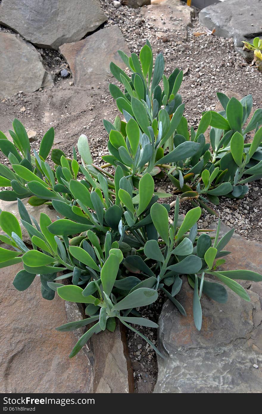 A plant at the botanic garden in Meise, Belgium.