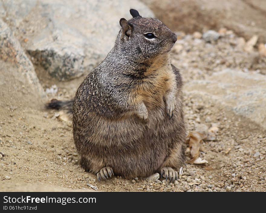 California ground squirrel