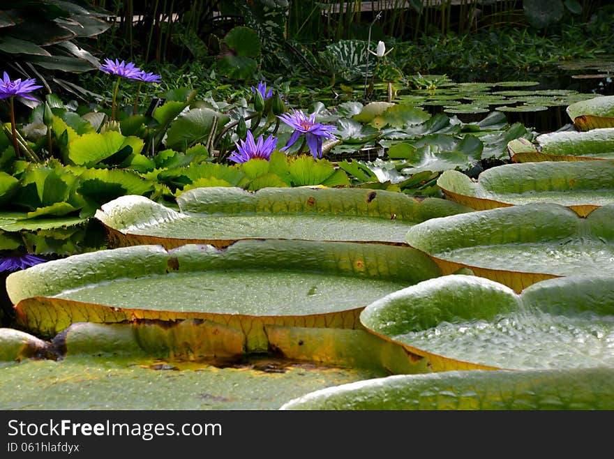 Water lilies at a botanic garden in Meise, Belgium.
