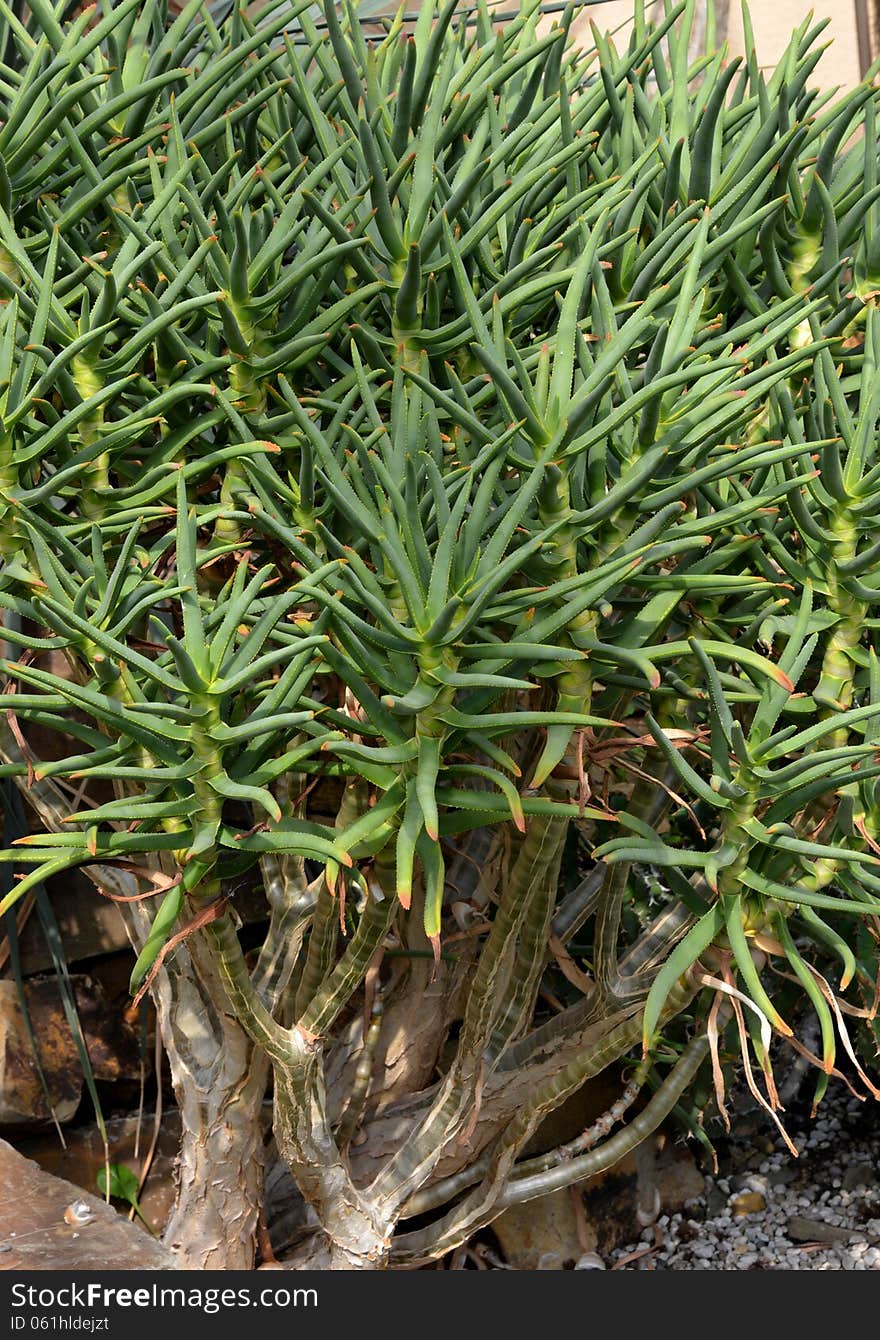 A plant at the botanic garden in Meise, Belgium.