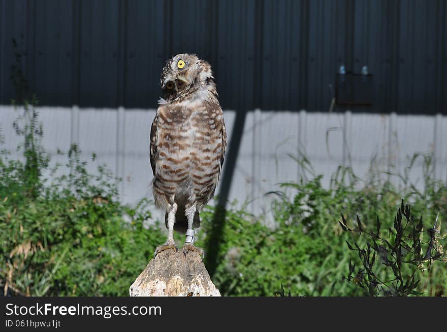 A hawk tries to figure out who is whistling at him. A hawk tries to figure out who is whistling at him