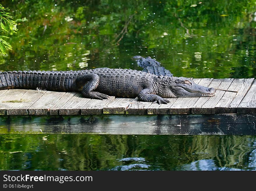 Large alligators in the swamp land of Florida