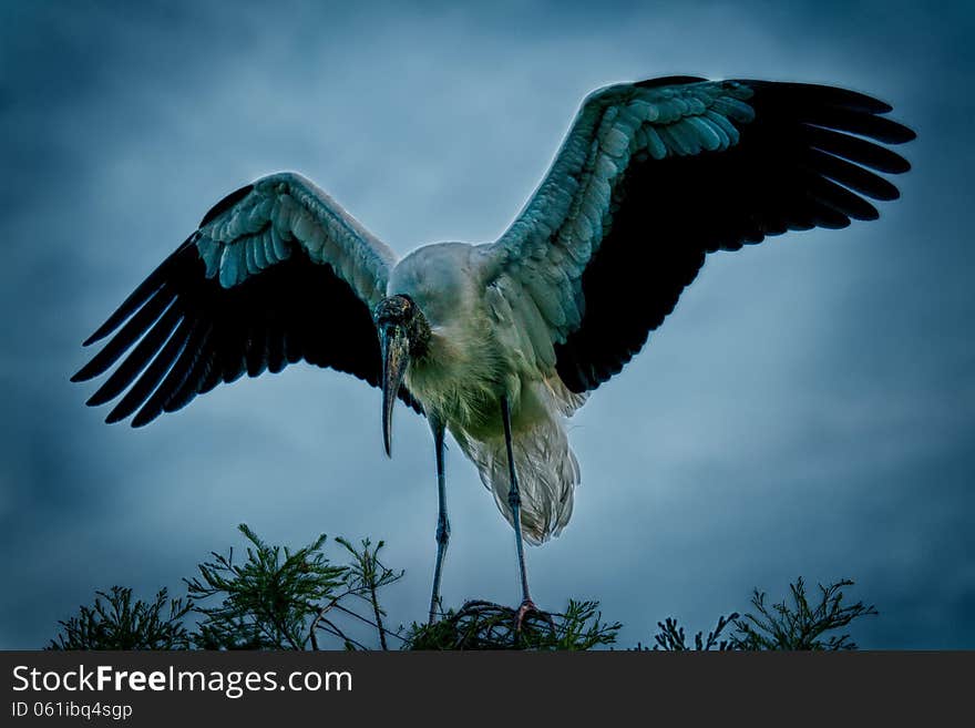 Sinister looking wood stork high in a tree top (HDR Processing)