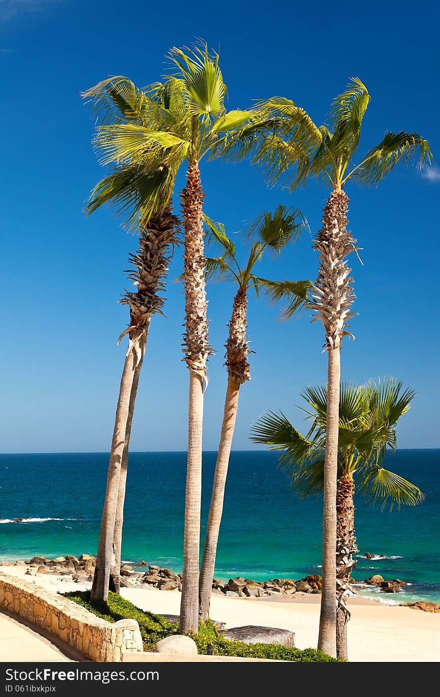 Tall palm trees on the beach in Cabo San Lucas, Mexico