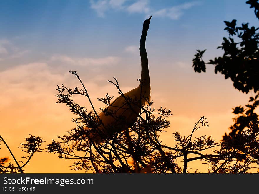 Egret Silhouette