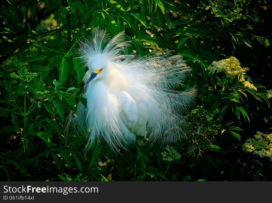 Snowy Egret showing off his plumage during the breeding season