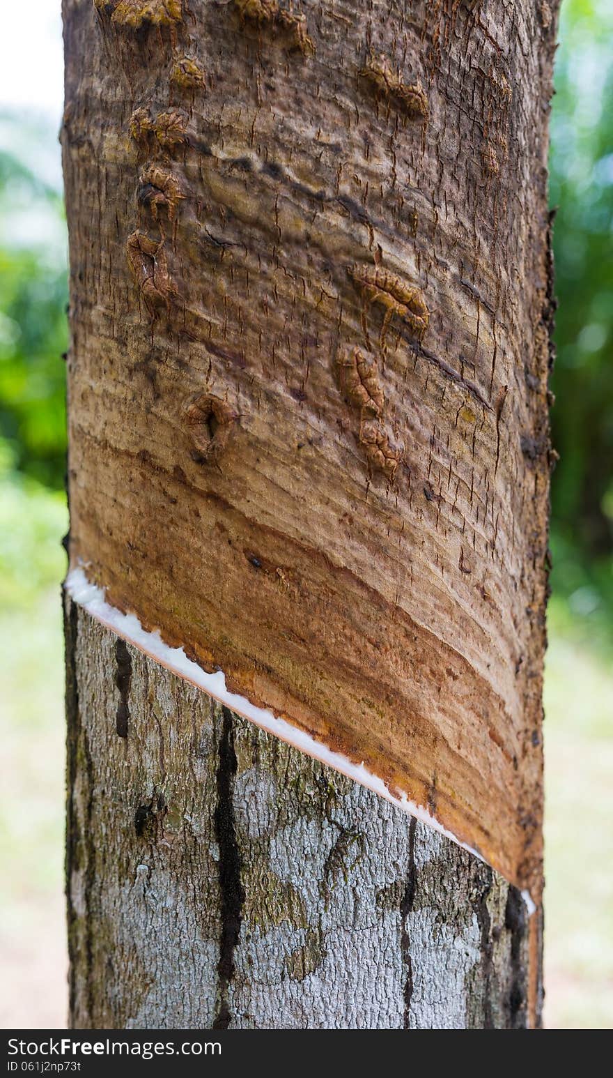 Latex From Rubber Tree Cut