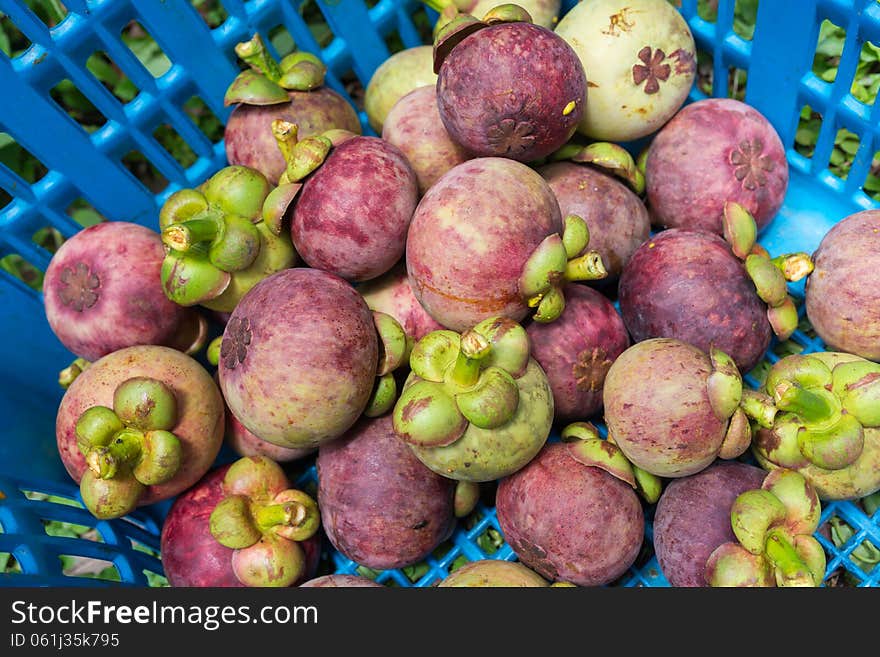 Mangosteens in basket from agricultural site