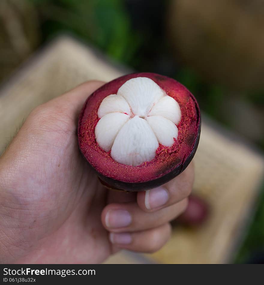 Hand holding peeled mangosteen