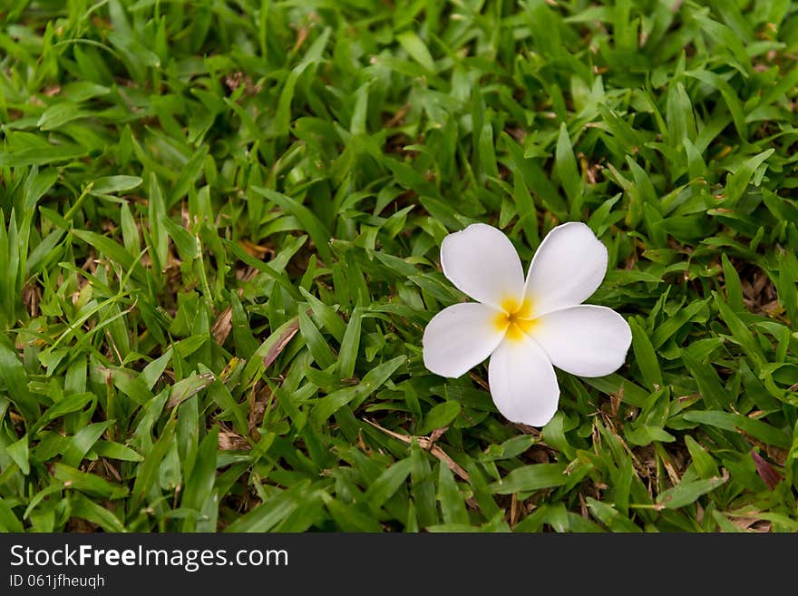 White plumeria flower on green grass background