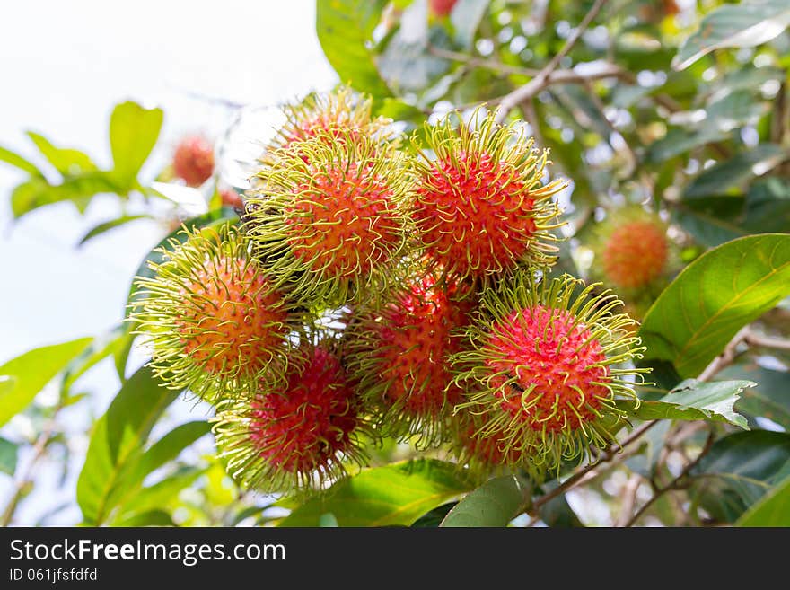 Rambutan On The Tree