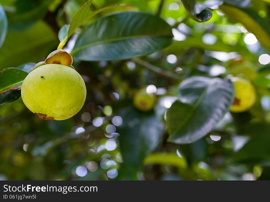 Green raw mangosteen on the tree. Green raw mangosteen on the tree