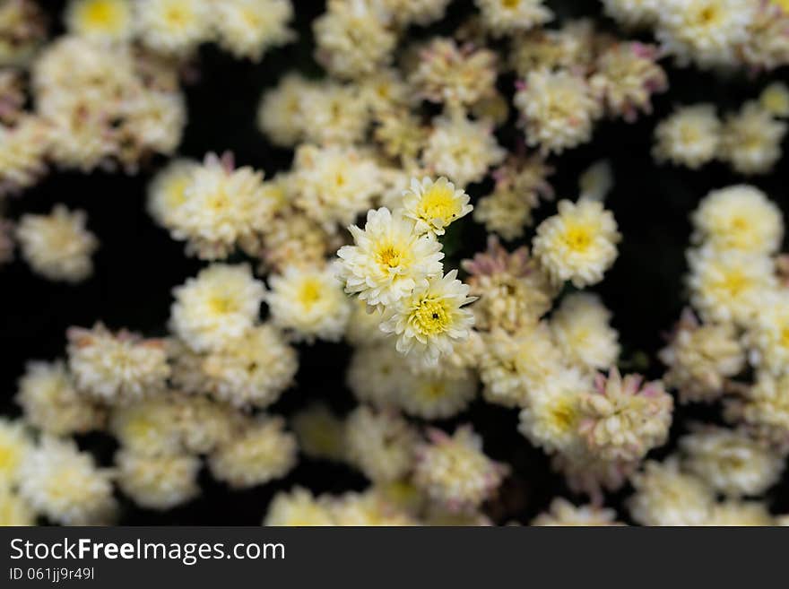 Small white flowers