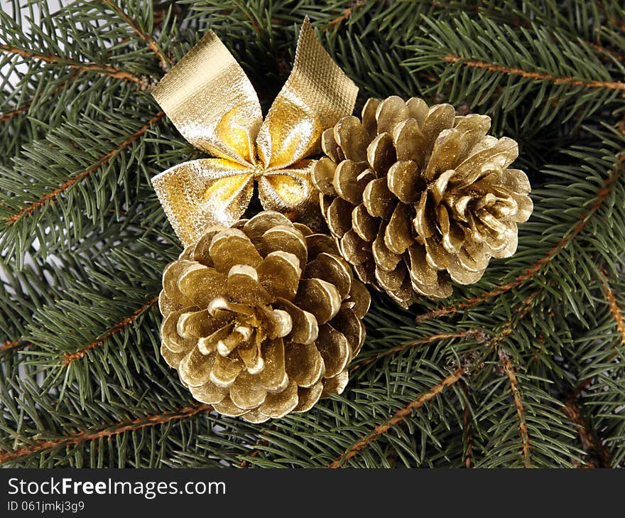 Cones on twigs of the spruce. Cones on twigs of the spruce