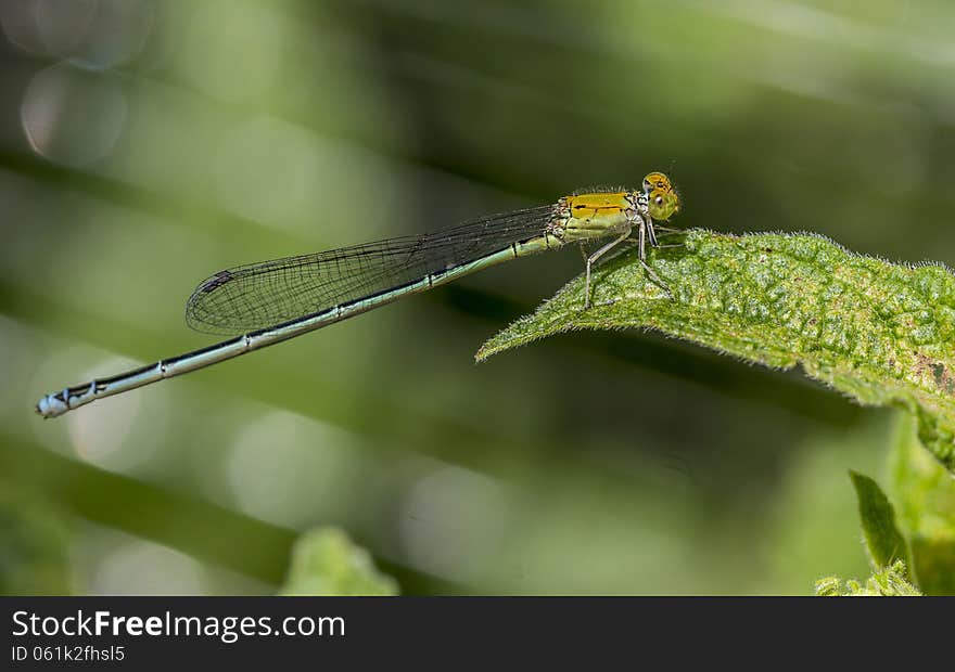 Azure Damselfly is island leaves.