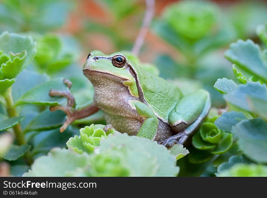 European tree frog