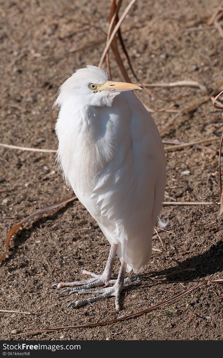 Cattle egret