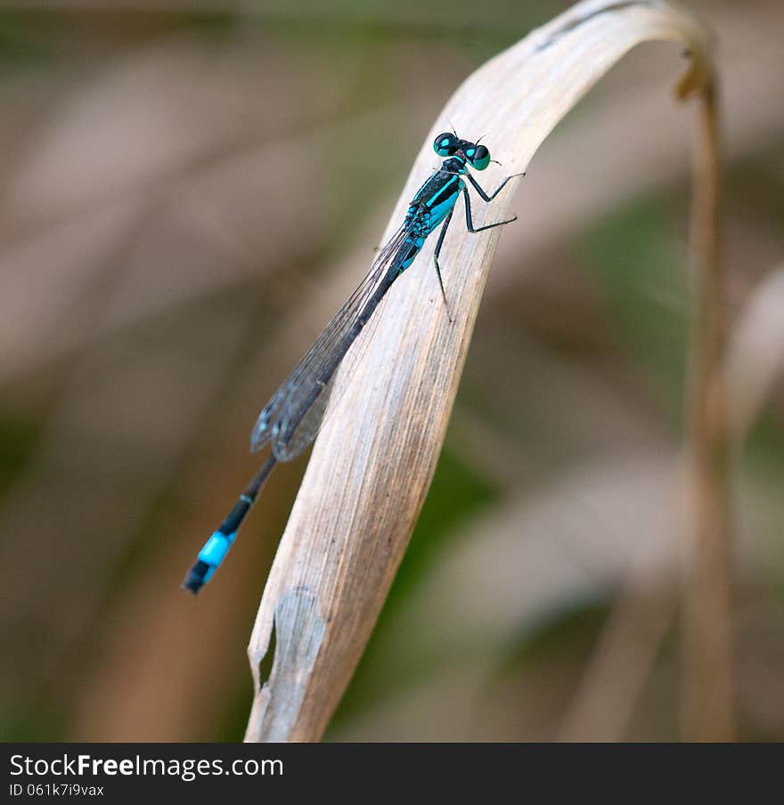 Dragonfly