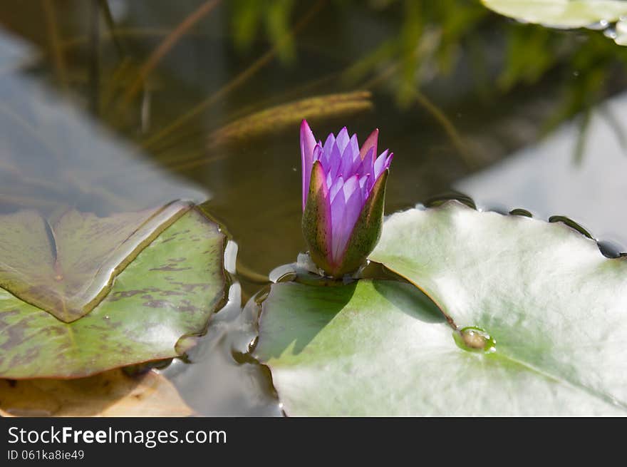 Water Lily Is Blooming Under The Shine