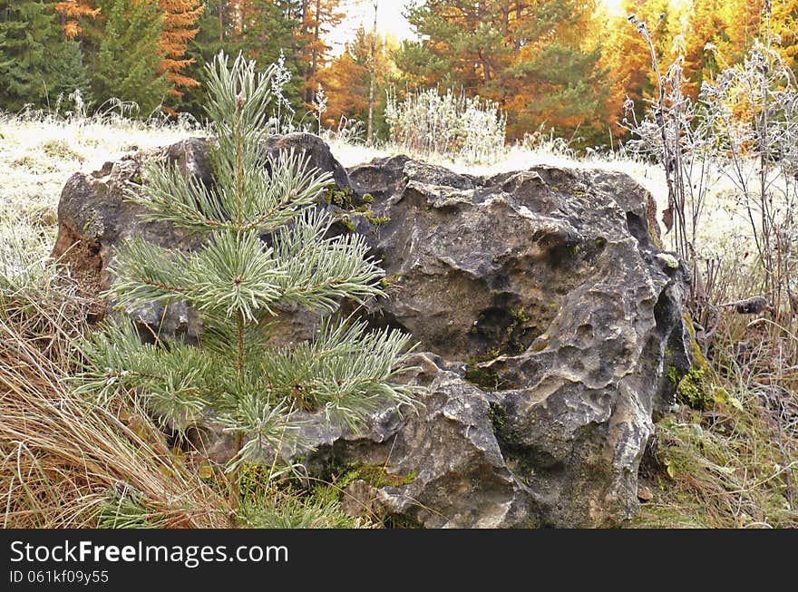 Hoarfrost on pine needles