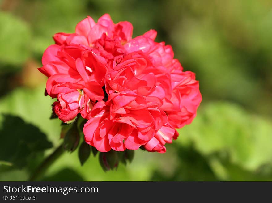 Single flower of the geranium bush isolated and closeup